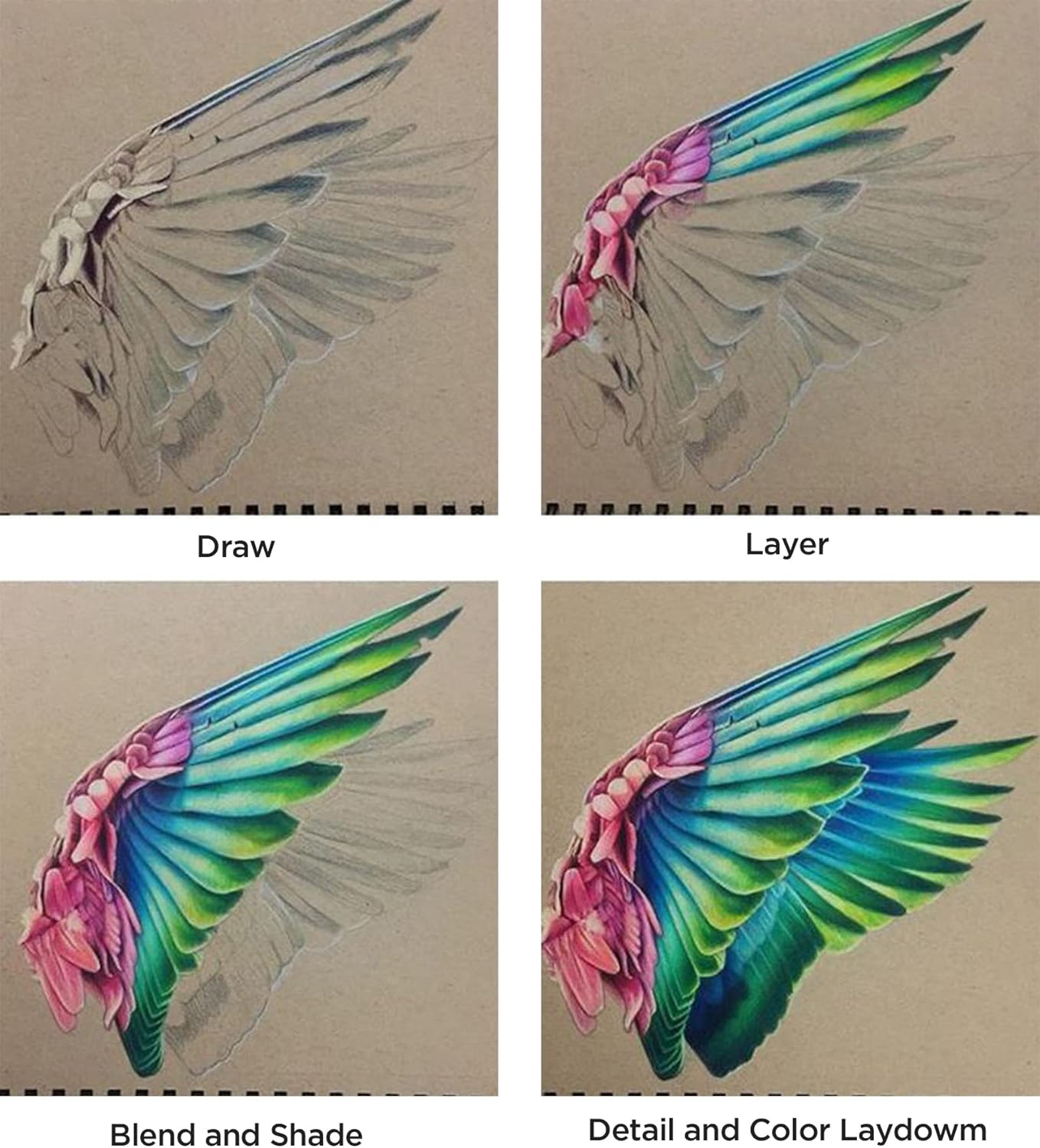 Demonstrates the step-by-step process of creating a colorful bird wing illustration, showing the progression from initial sketch to final detailed artwork.