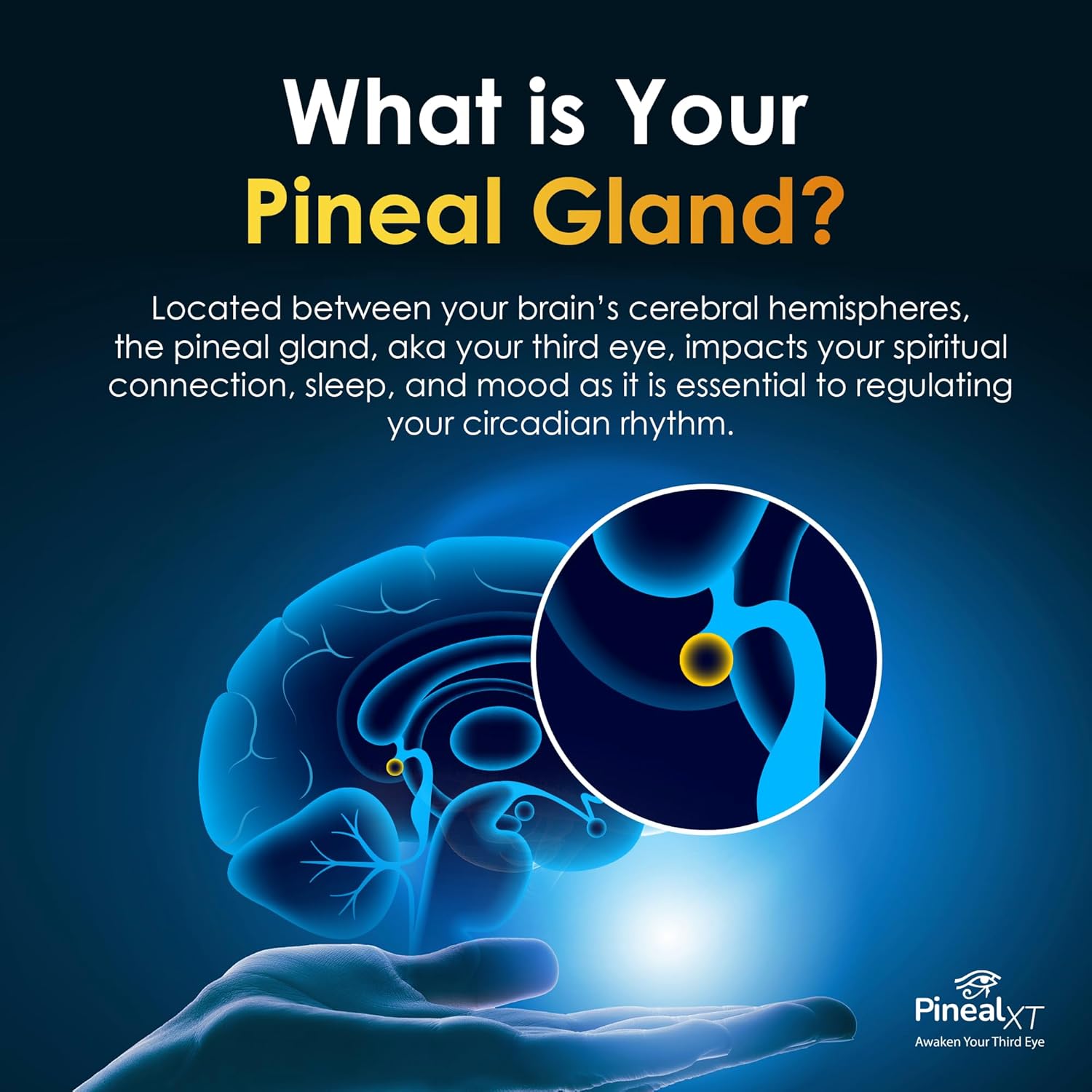 Pineal XT Gold: Infographics